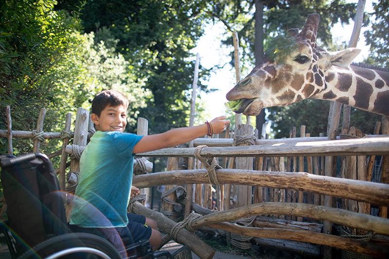 A smiling boy in a wheelchair feeds a giraffe through a wooden fence at a zoo, surrounded by greenery and sunlight.
