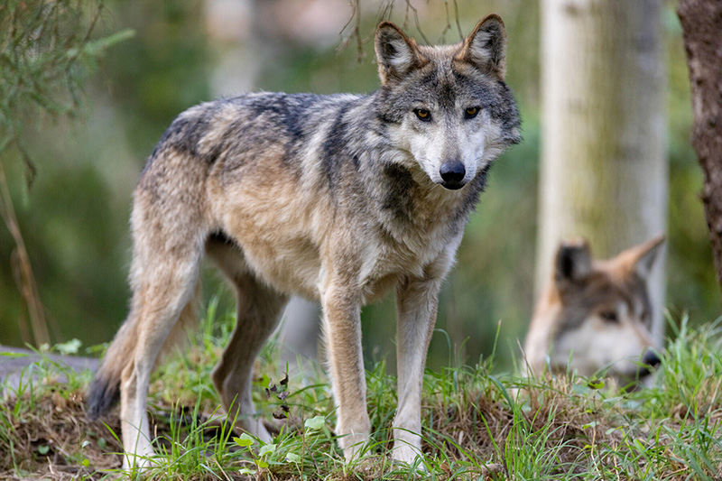A gray wolf stands alert on grassy ground, looking toward the camera, with another wolf resting in the background among trees and foliage.