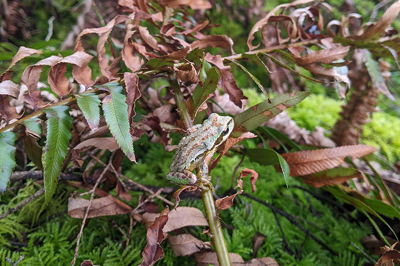 A small, camouflaged tree frog sits on a brown and green fern branch, blending in with the dried and fresh foliage in a lush, green forest setting.