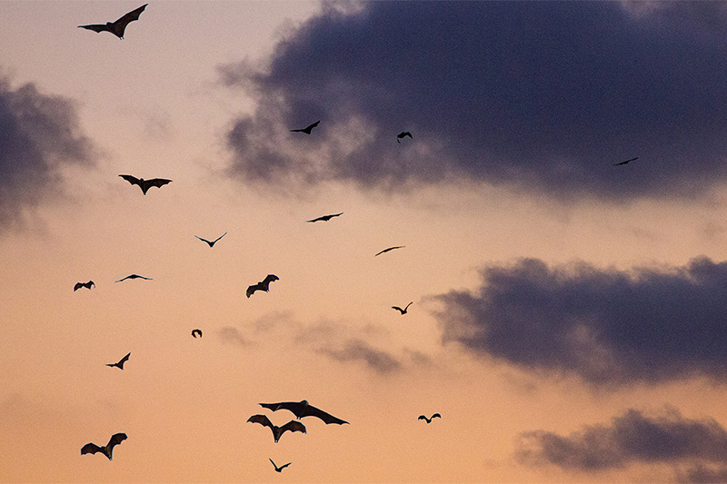 Silhouettes of bats flying against an evening sky with clouds, illuminated by the soft orange and purple light of sunset.