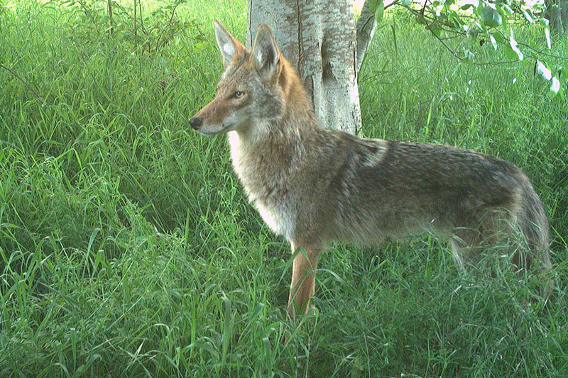 A coyote stands alert in tall green grass near a tree, looking to the left. Sunlight filters through the foliage, illuminating its fur and the natural surroundings.