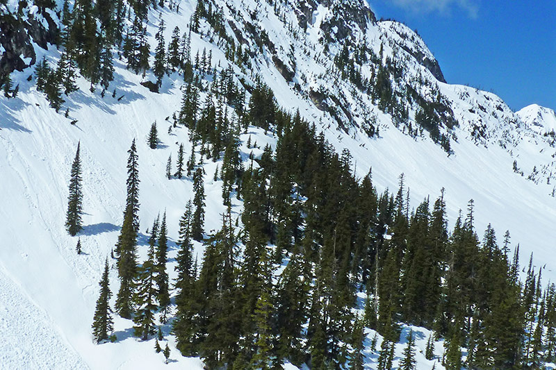 Snow-covered mountainside with clusters of evergreen trees scattered across the slope, under a clear blue sky. Some rocky outcrops are visible among the snow.