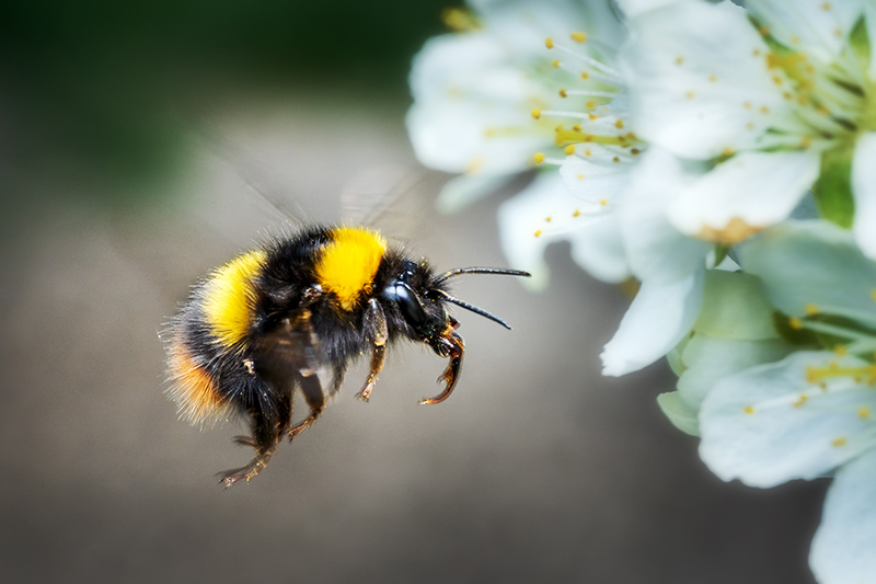 A close-up of a bumblebee in mid-flight approaching white flowers, with its wings blurred and yellow-black stripes visible. The background is softly out of focus.
