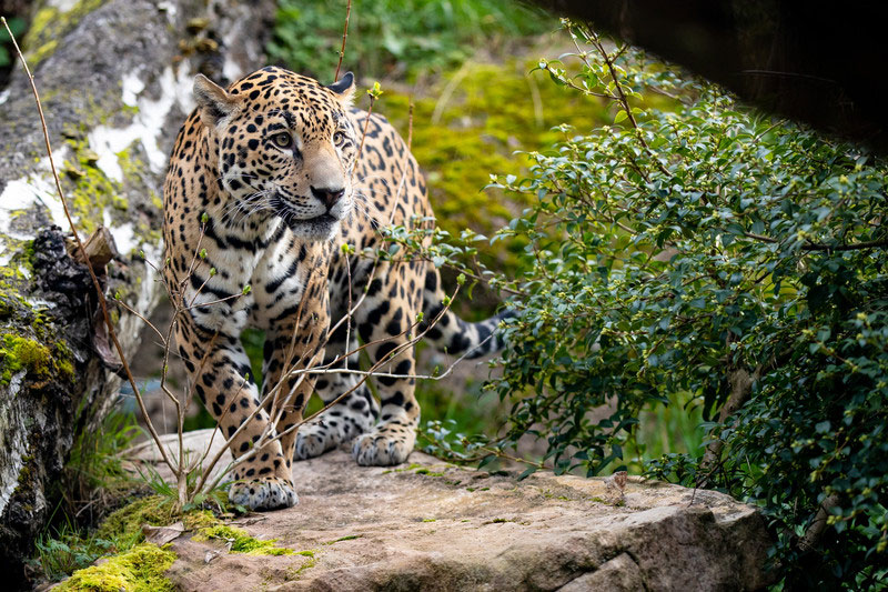 A jaguar with yellow and black spots stands alert on a large rock surrounded by green foliage, moss, and tree trunks in a natural outdoor setting.