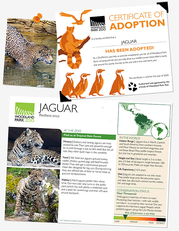 An adoption certificate and an informational flyer from Woodland Park Zoo featuring images and facts about jaguars, including photos of jaguars, a world map showing their range, and illustrated orange animals.