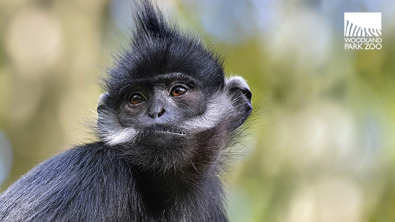 A close-up of a monkey with black fur, white facial markings, and a tuft of hair on its head. The background is blurred, and a Woodland Park Zoo logo is visible in the top right corner.