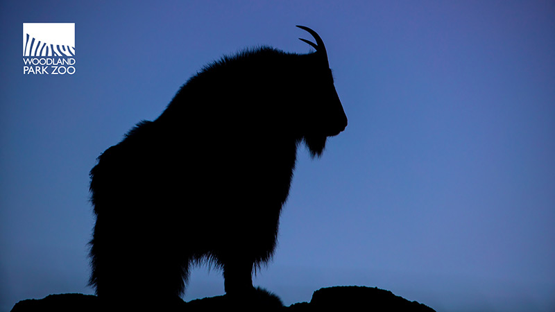 Silhouette of a mountain goat standing on a rock against a blue sky, with the Woodland Park Zoo logo in the top left corner.