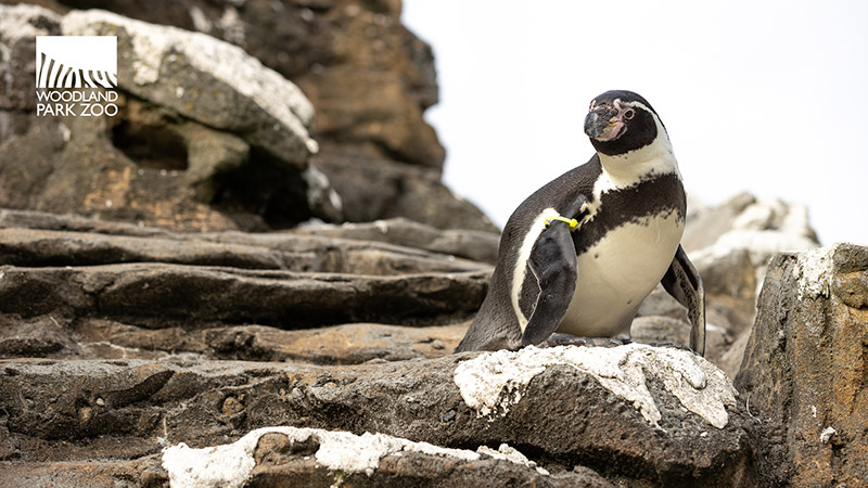 A penguin stands on rocky terrain, looking to the side. The logo for Woodland Park Zoo is displayed in the top left corner.