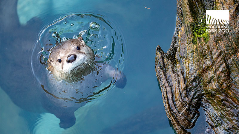 An otter swims in clear blue water, looking up toward the camera with its head above the surface. Tree bark is visible on the right. The Woodland Park Zoo logo is in the top right corner.