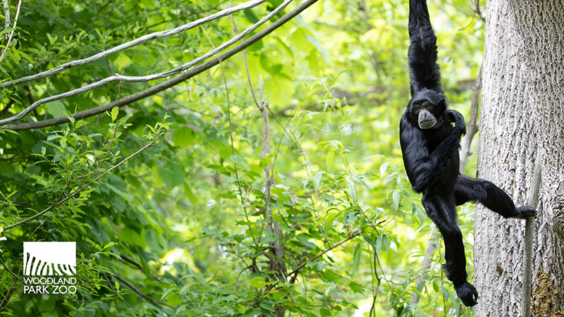 A black-furred gibbon hangs by one arm from a tree branch in a lush, green forest. The Woodland Park Zoo logo appears in the lower left corner of the image.