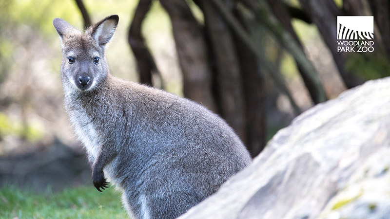 A wallaby stands on grass near a rock, looking toward the camera. The background is blurred, and the Woodland Park Zoo logo appears in the top right corner.