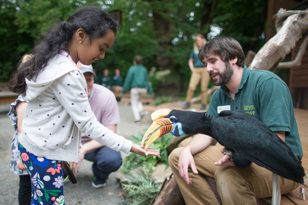 A young girl feeds a colorful hornbill held by a zoo staff member kneeling beside her. Other people and greenery are visible in the background, creating a lively outdoor zoo setting.