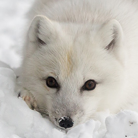 A white Arctic fox lies on snow, looking directly at the camera with its face close to the ground. Its fur blends with the snowy background, and a bit of snow is visible on its nose.
