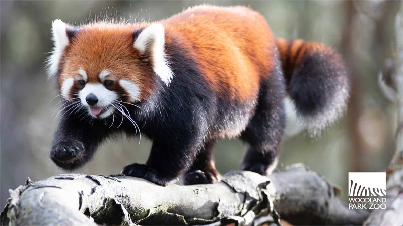 A red panda walks along a tree branch, with its bushy tail held out behind it. The animal has reddish-brown fur, white facial markings, and pointed ears. The Woodland Park Zoo logo is visible in the lower right corner.
