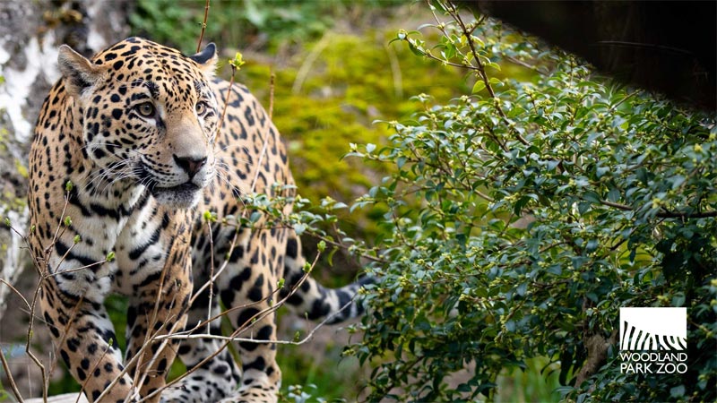 A jaguar with a golden, black-spotted coat walks through dense green foliage at Woodland Park Zoo, with the zoos logo in the bottom right corner.