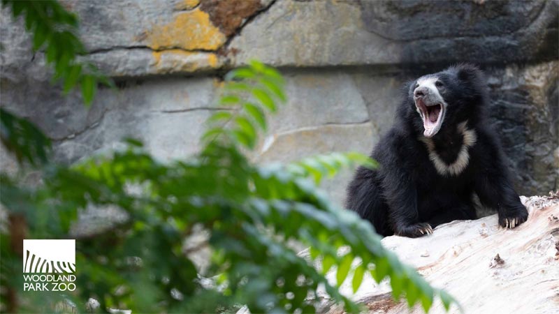 A sloth bear sits on a rock with its mouth open wide, possibly yawning or calling. Green leaves are in the foreground, and a rocky wall is in the background. The Woodland Park Zoo logo is visible in the corner.