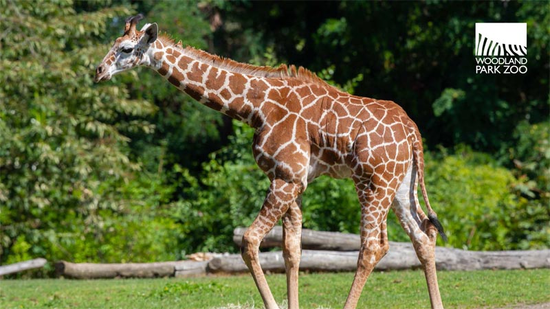 A young giraffe with a brown and white patterned coat stands on green grass with trees in the background. The Woodland Park Zoo logo is in the top right corner.