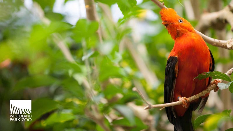 A bright orange bird with a crest perches on a branch surrounded by green leaves. The Woodland Park Zoo logo appears in the lower left corner.