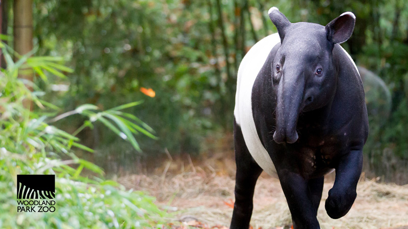 A Malayan tapir walks outdoors at Woodland Park Zoo, surrounded by greenery. The animal has a distinctive black and white coloring. The zoos logo is visible in the lower left corner.
