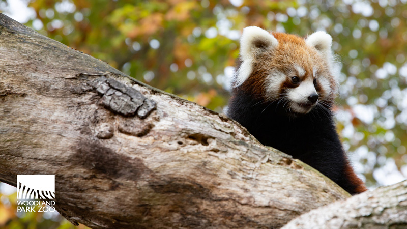 A red panda with white ears and a bushy tail sits on a large tree branch. The background is filled with blurred autumn leaves. The Woodland Park Zoo logo is in the bottom left corner.