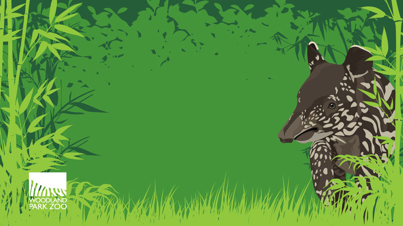 A young tapir with a dark body and white spots and stripes stands among tall green grass and leafy plants. The Woodland Park Zoo logo is in the bottom left corner.