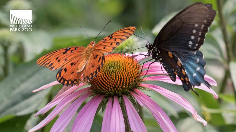 Two butterflies, one orange and one dark brown with blue spots, rest on a pink coneflower. The Woodland Park Zoo logo is in the top left corner. Green foliage is blurred in the background.