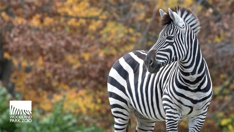 A zebra stands outdoors, looking to the side, with autumn-colored trees in the background. The Woodland Park Zoo logo appears in the lower left corner.