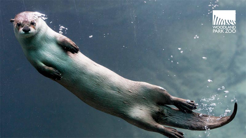 A river otter swims underwater, releasing bubbles, with the Woodland Park Zoo logo in the upper right corner.