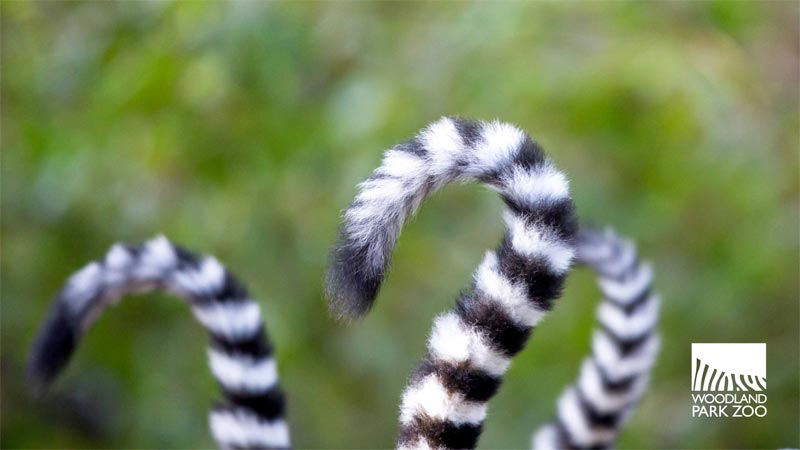 Three black-and-white ringed lemur tails curve upward against a blurred green background; the Woodland Park Zoo logo appears in the lower right corner.