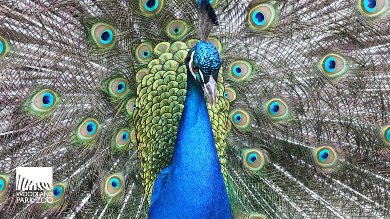 A vibrant peacock displays its colorful feathers with eye-like patterns fanned out behind it. The woodland park zoo logo is visible in the bottom left corner.