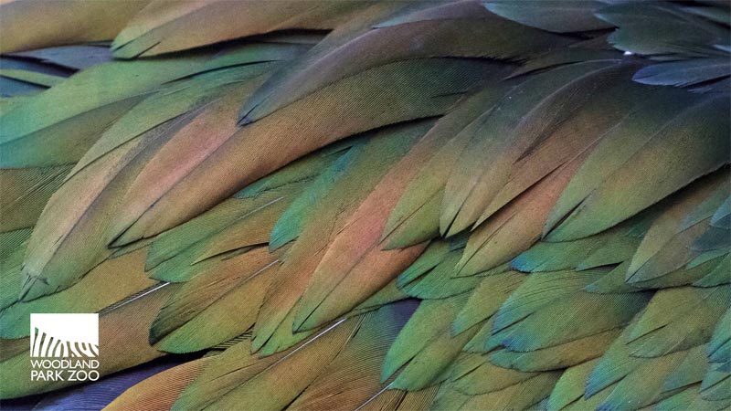 Close-up of layered, overlapping parrot feathers in shades of green and brown. Woodland Park Zoo logo appears in the lower left corner.