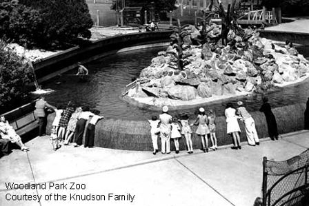 A black and white historical photo of a group of people, including children, stand along a curved barrier, watching a seal swim in a rocky pool at the Woodland Park Zoo.