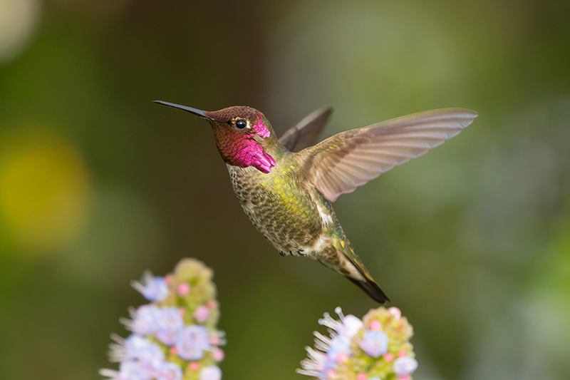 A hummingbird with iridescent pink throat and green feathers hovers in midair near a cluster of small, light purple flowers, with a soft green background.