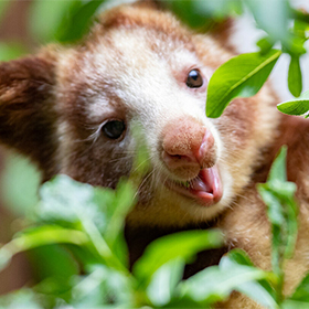 A close-up of a tree kangaroo with brown and white fur, sticking its tongue out playfully while surrounded by green leaves.