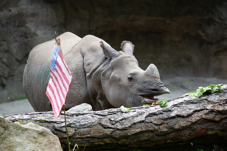 A rhinoceros stands behind a fallen log with green leaves, next to a small American flag, in an outdoor enclosure with a rocky background.