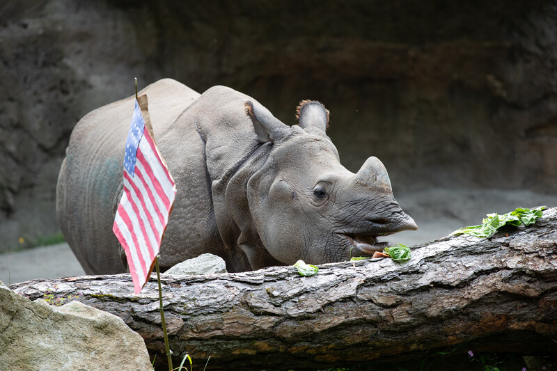 A rhinoceros stands behind a fallen log with green leaves, next to a small American flag, in an outdoor enclosure with a rocky background.
