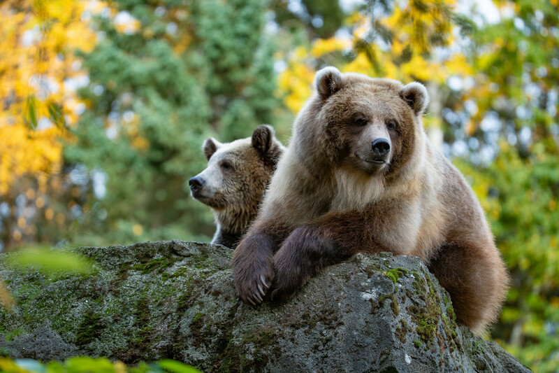 Two brown bears rest on a large mossy rock, surrounded by lush greenery and sunlit trees, with one bear lying down and the other sitting alertly in the background.