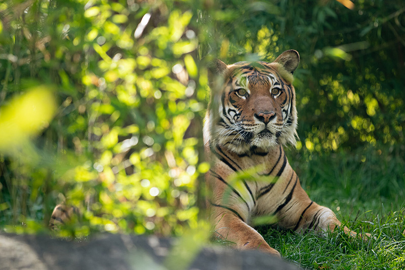 A tiger lies on the grass, partially hidden behind green foliage, with its head and front legs visible, looking directly at the camera in a natural outdoor setting.