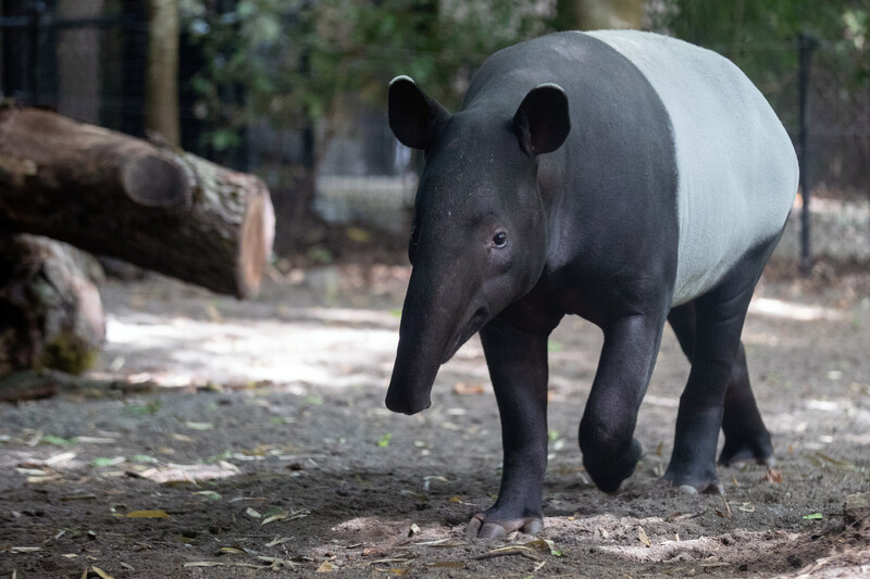 A Malayan tapir with a distinctive black and white body walks on a dirt path in a shaded, wooded area with trees and logs in the background.
