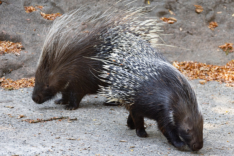Two porcupines with dark fur and long, sharp quills on their backs are walking on a sandy, leaf-strewn ground, facing downward as they forage.