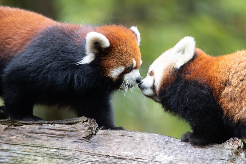 Two red pandas touch noses while standing on a tree branch, facing each other with their bushy tails and reddish-brown fur visible, set against a blurred green background.