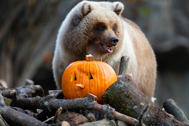 A bear stands behind a carved pumpkin with a face, placed on a pile of logs. The bear looks to the side with its mouth slightly open, and the background is blurred with natural outdoor scenery.