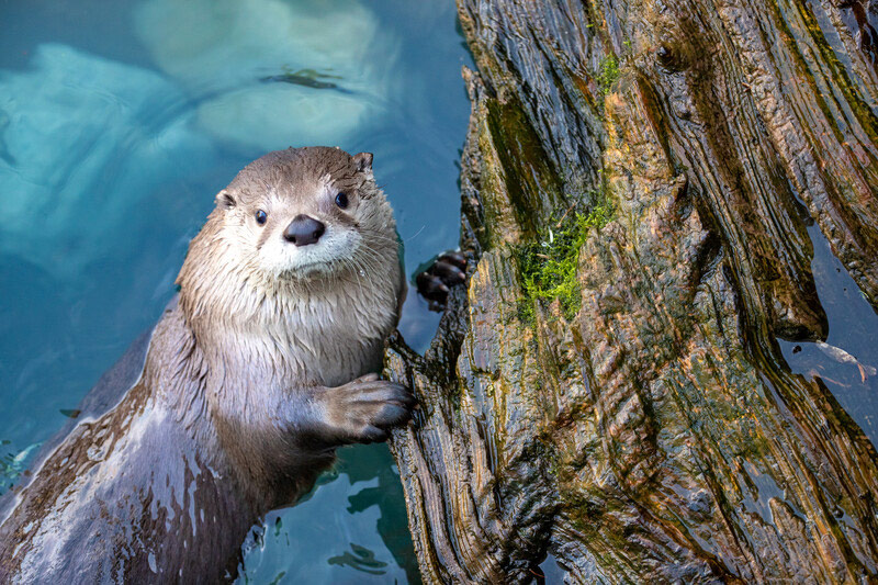A curious otter with wet fur rests its front paws on a textured, mossy log in clear blue water, looking up toward the camera.