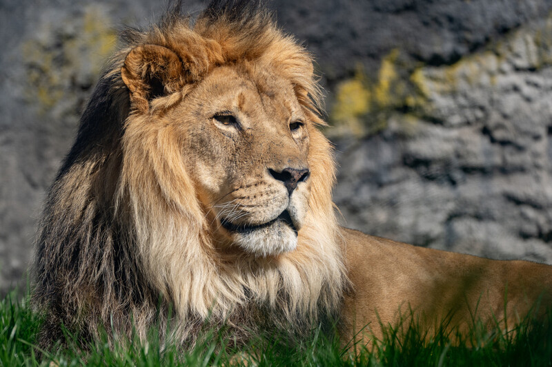 A male lion with a thick, golden mane lies on green grass, looking off into the distance. The background is blurred, showing a stone wall with patches of yellow lichen.
