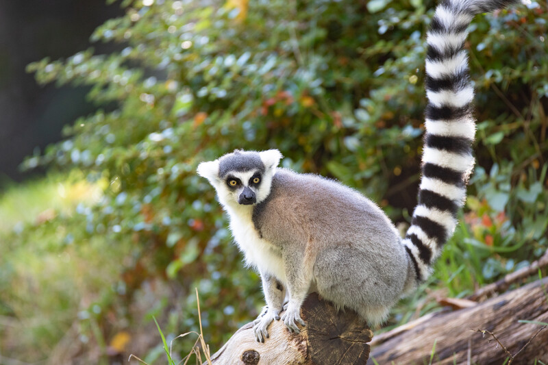 A ring-tailed lemur with a long, striped tail sits on a fallen log, looking alert. Lush green foliage fills the background.